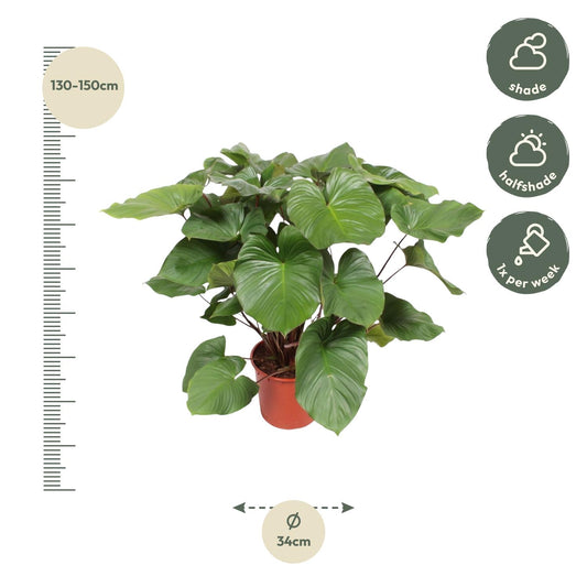 Homalomena Rubescens Maggy – Tropische Zimmerpflanze 130 cm