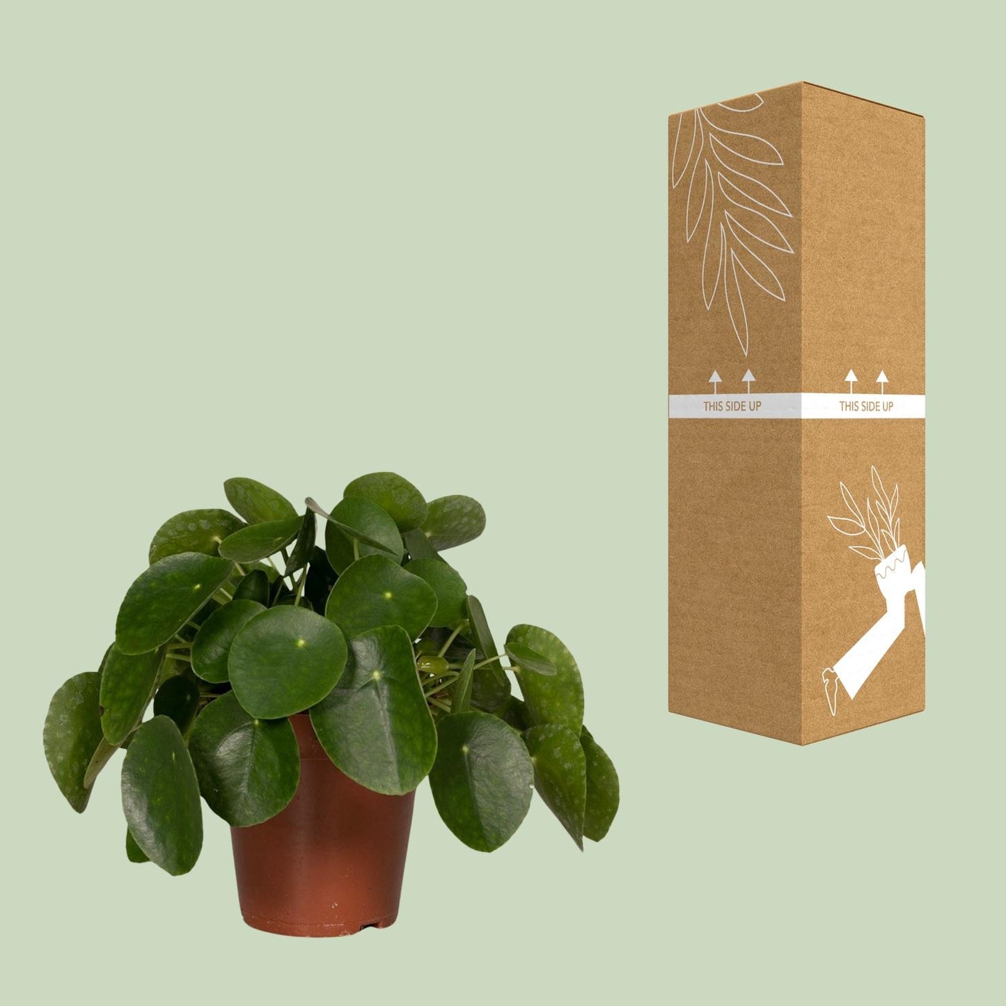 Pilea Peperomioides – Pfannkuchenpflanze Ø15cm, pflegeleicht