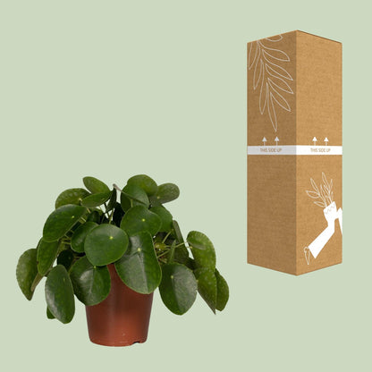 Pilea Peperomioides – Pfannkuchenpflanze Ø15cm, pflegeleicht