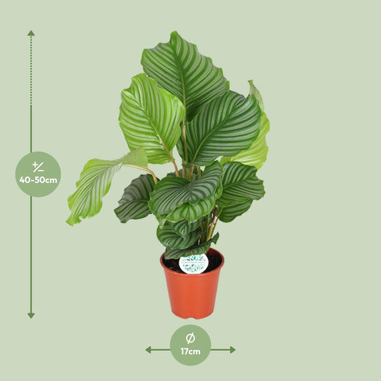 Calathea Orbifolia – Exotische Zimmerpflanze Ø17cm