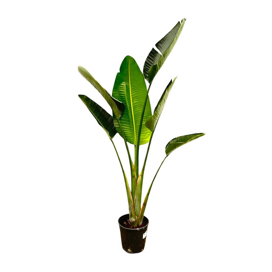 Strelitzia Augusta – Weiße Paradiesvogel-Pflanze 180 cm