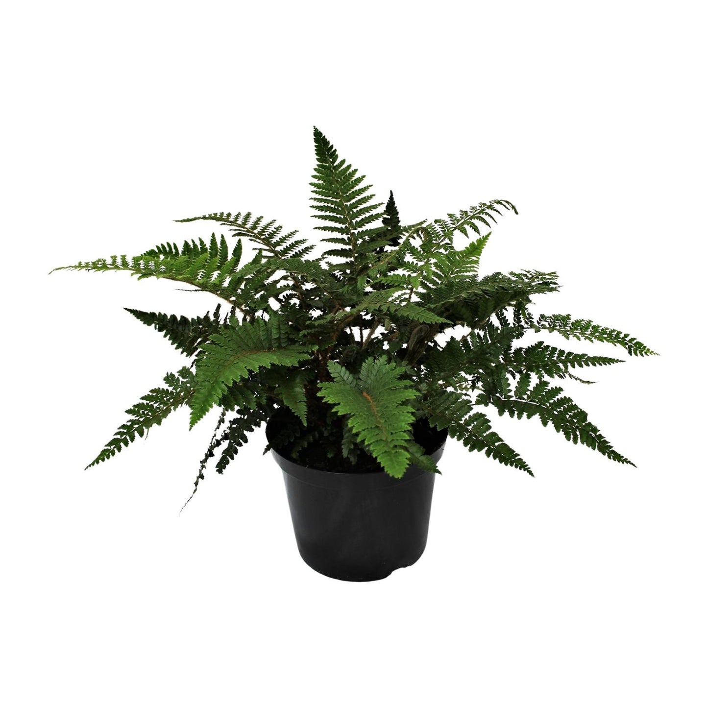 Polystichum Polyblepharum Jade – Stechender Wurmfarn Ø24cm
