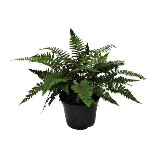 Polystichum Polyblepharum Jade – Stechender Wurmfarn Ø24cm