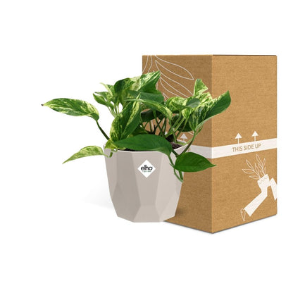 Scindapsus Marble Queen in ELHO b.for rock 14 cm warm grey