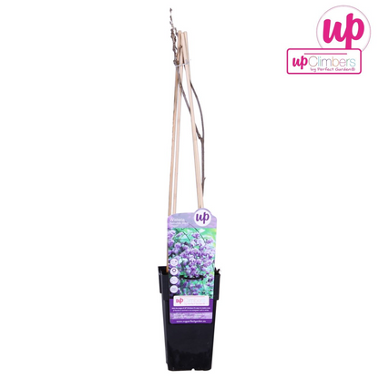 Glyzinie Wisteria sinensis 'Prolific' – Blauer Regen Ø15cm