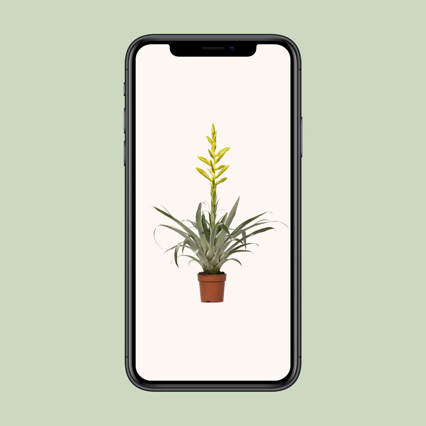 Tillandsia Oerstediana – pflegeleichte Luftpflanze Ø12cm