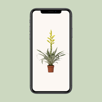 Tillandsia Oerstediana – pflegeleichte Luftpflanze Ø12cm