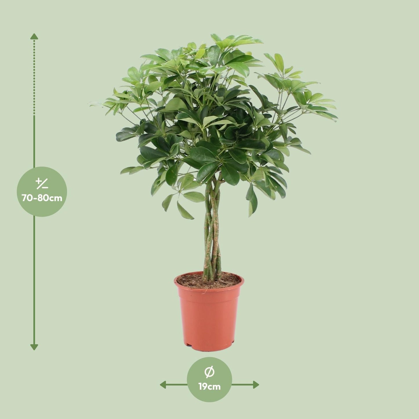 Schefflera Arboricola Nora – Pflegeleichter Schirmbaum Ø19cm, 75cm hoch