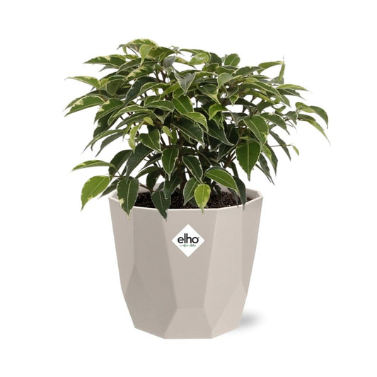 Ficus Benjamina Kinky – Pflegeleichte Zimmerpflanze im ELHO Topf
