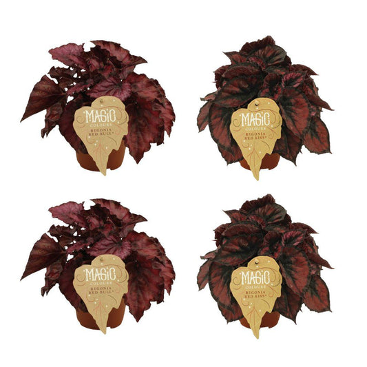 Begonien-Mix 'Redbull' & 'Red Kiss' – 4er-Set Ø12cm