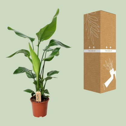 Strelitzia Nicolai – Bird of Paradise Ø19cm, 90cm hoch