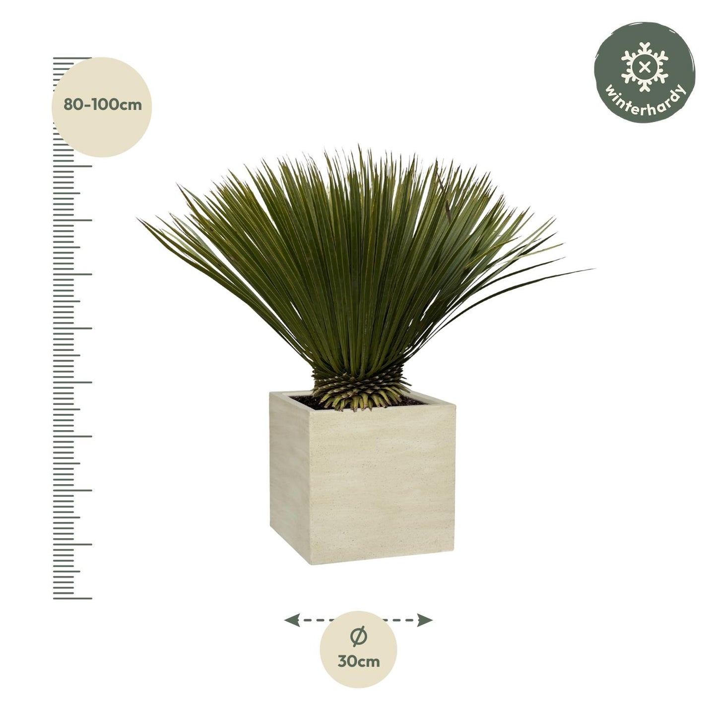 Yucca Rostrata – Robuste & dekorative Zimmer- und Gartenpflanze 75cm