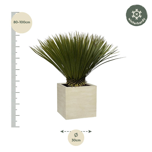 Yucca Rostrata – Robuste & dekorative Zimmer- und Gartenpflanze 75cm