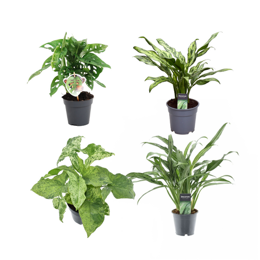 Grüner Pflanzenmix 4er Set – Monstera & Aglaonema