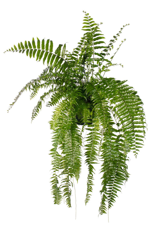 Nephrolepis Macho – Pflegeleichter Schwertfarn Ø20cm