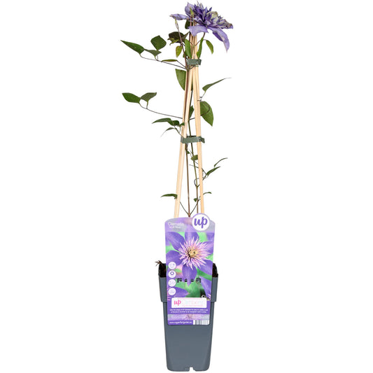 Clematis Multi Blue – Blühende, pflegeleichte Kletterpflanze Ø15cm