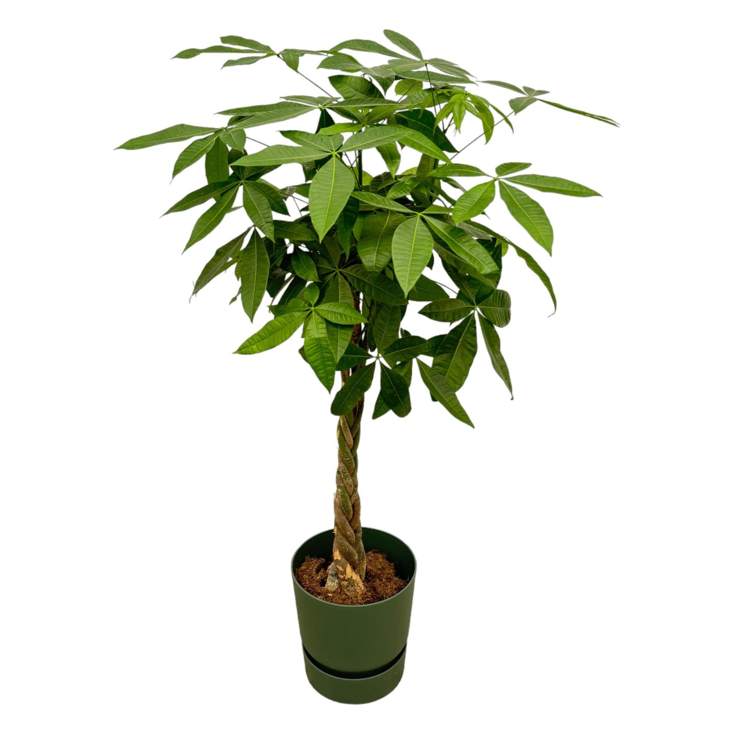 Pachira Aquatica (Geldbaum) mit Elho Greenville Topf, 160 cm