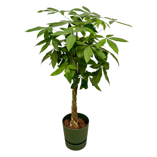 Pachira Aquatica (Geldbaum) mit Elho Greenville Topf, 160 cm