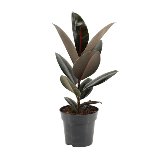 Ficus Elastica Abidjan – Pflegeleichter Gummibaum Ø17cm