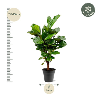 Ficus Lyrata – Geigenfeige 140-160 cm, pflegeleicht