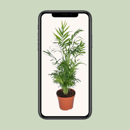 Mexikanische Bergpalme – 55 cm pflegeleichte Zimmerpflanze