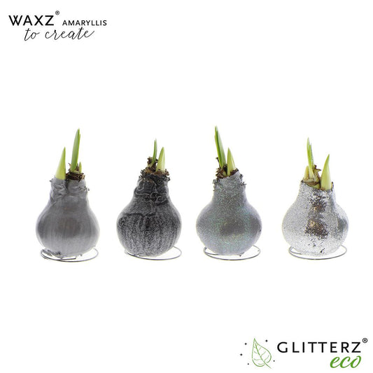 Amaryllis Wachs-Zwiebel Silber – 4er Set Ø7-15cm
