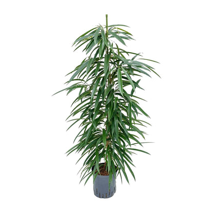 Ficus Alii – Pflegeleichter Eleganter Zimmerficus Ø18cm
