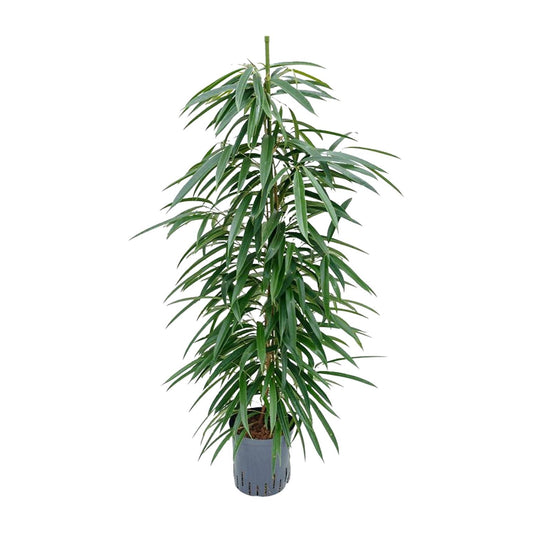 Ficus Alii – Pflegeleichter Eleganter Zimmerficus Ø18cm