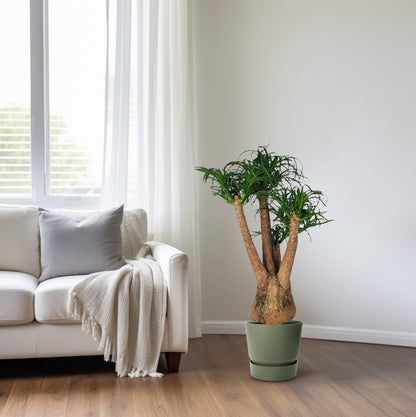 Beaucarnea Nolina – Elefantenfuß Ø29cm, 90cm Höhe