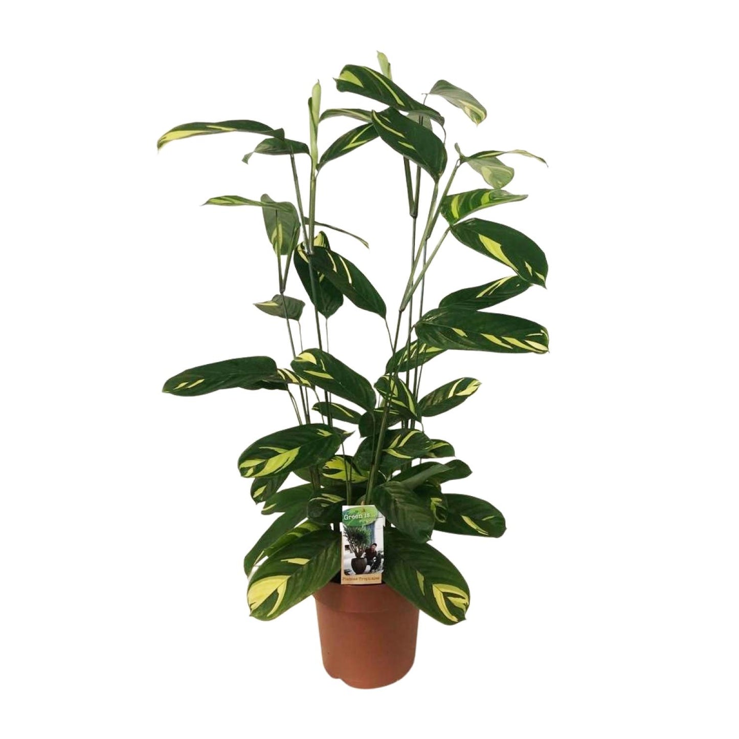 Ctenanthe Lubbersiana – Pflegeleichte Trendpflanze Ø21cm