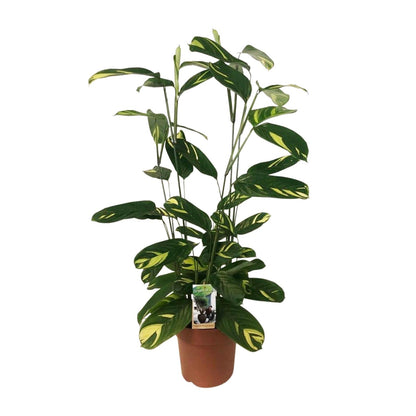 Ctenanthe Lubbersiana – Pflegeleichte Trendpflanze Ø21cm
