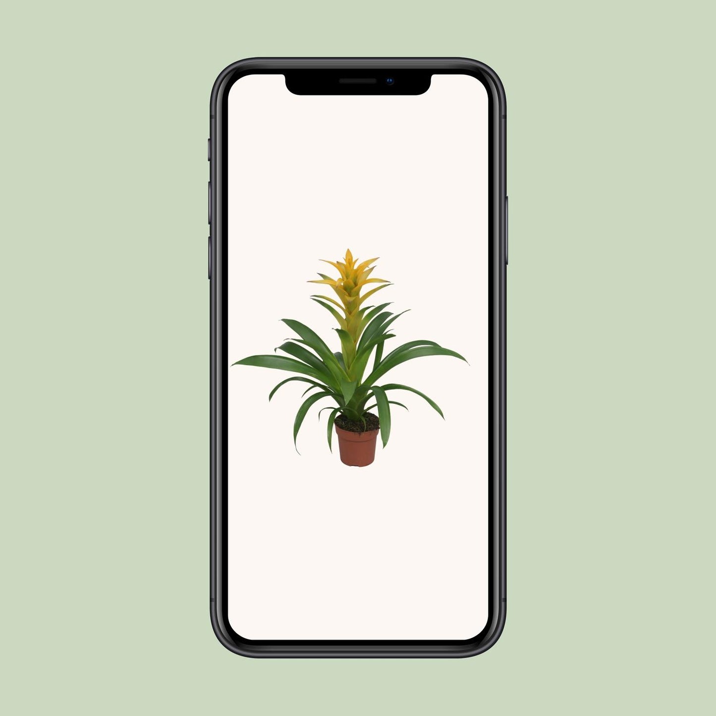 Guzmania Desire – Farbenfrohe tropische Zimmerpflanze Ø12 cm