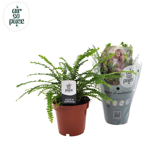 Nephrolepis Duffii – pflegeleichter Farn Ø12cm