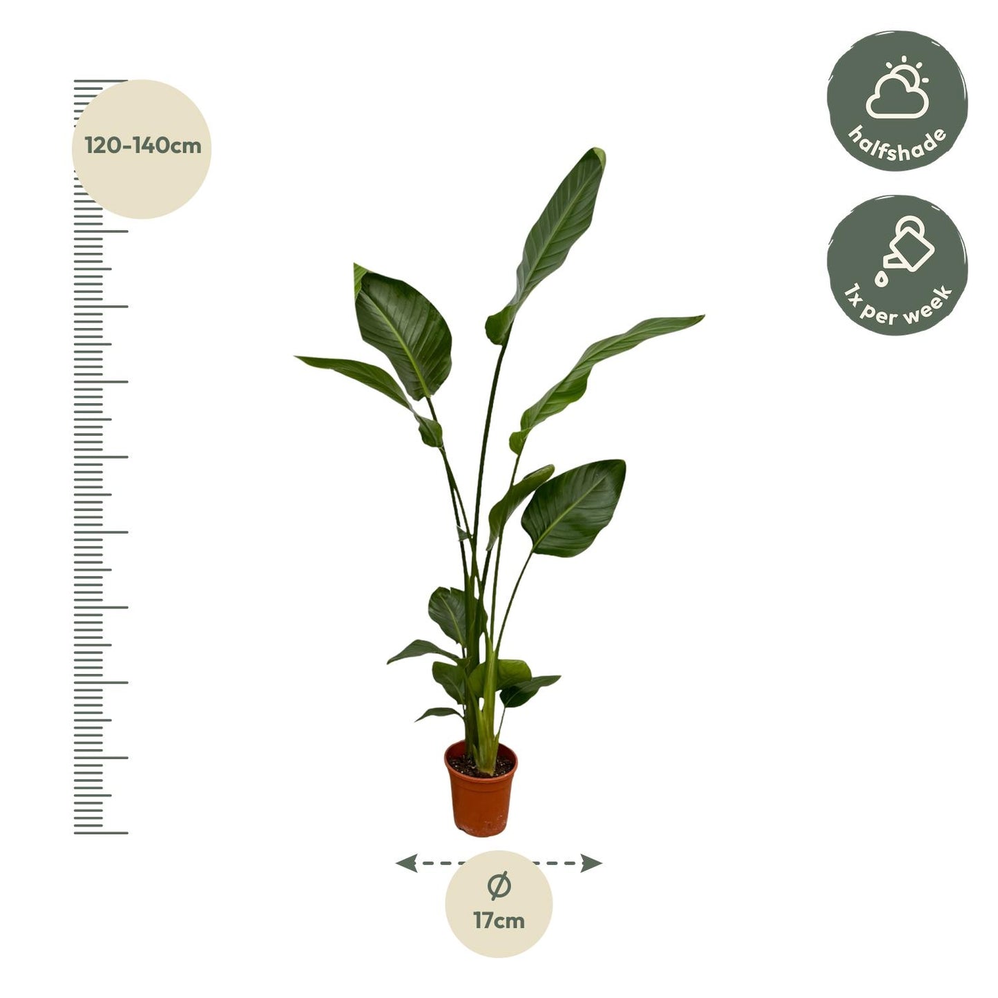 2x Strelitzia Nicolai Zimmerpflanze – 130 cm, Ø17 cm