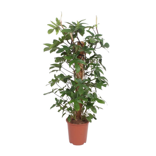 Philodendron Pedatum – Große pflegeleichte Zimmerpflanze Ø27cm, 130cm hoch