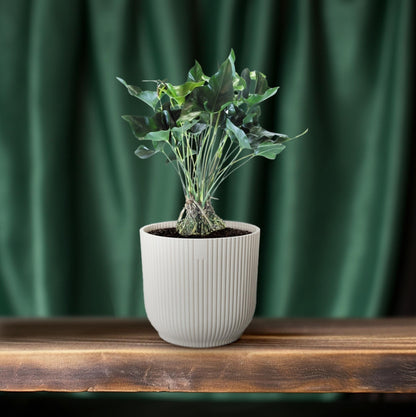 Anthurium Arrow – Pflegeleichte Zimmerpflanze Ø30cm, 80cm hoch