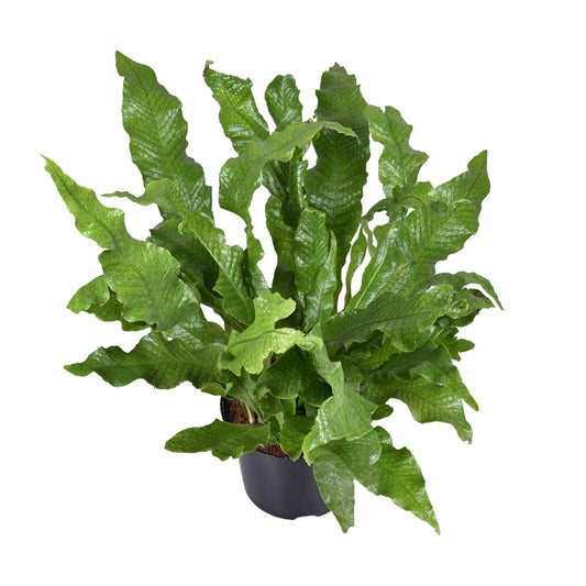 Microsorum diversifolium – Känguru-Farn Ø23cm, 60cm hoch