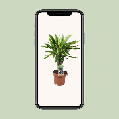 Dracaena Golden Coast – Pflegeleichter Drachenbaum Ø17cm