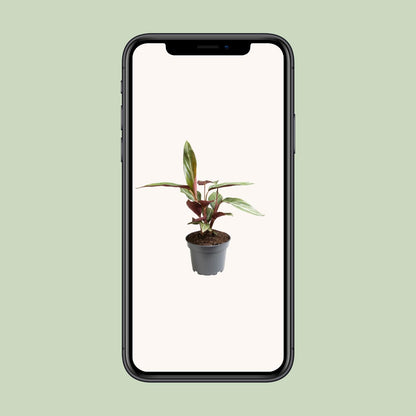 Stromanthe Sanguinea 'Horticolor' Ø12cm, 18cm hoch