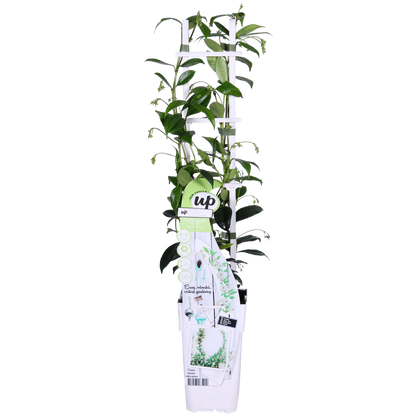 Trachelospermum 'Star of Venice' – Toskanischer Jasmin Weiß Ø15cm, ca. 65cm