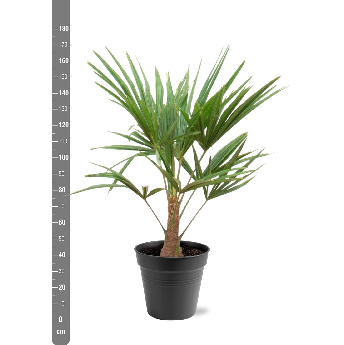 Trachycarpus Fortunei Palme – 90-100 cm, Ø 21 cm Topf