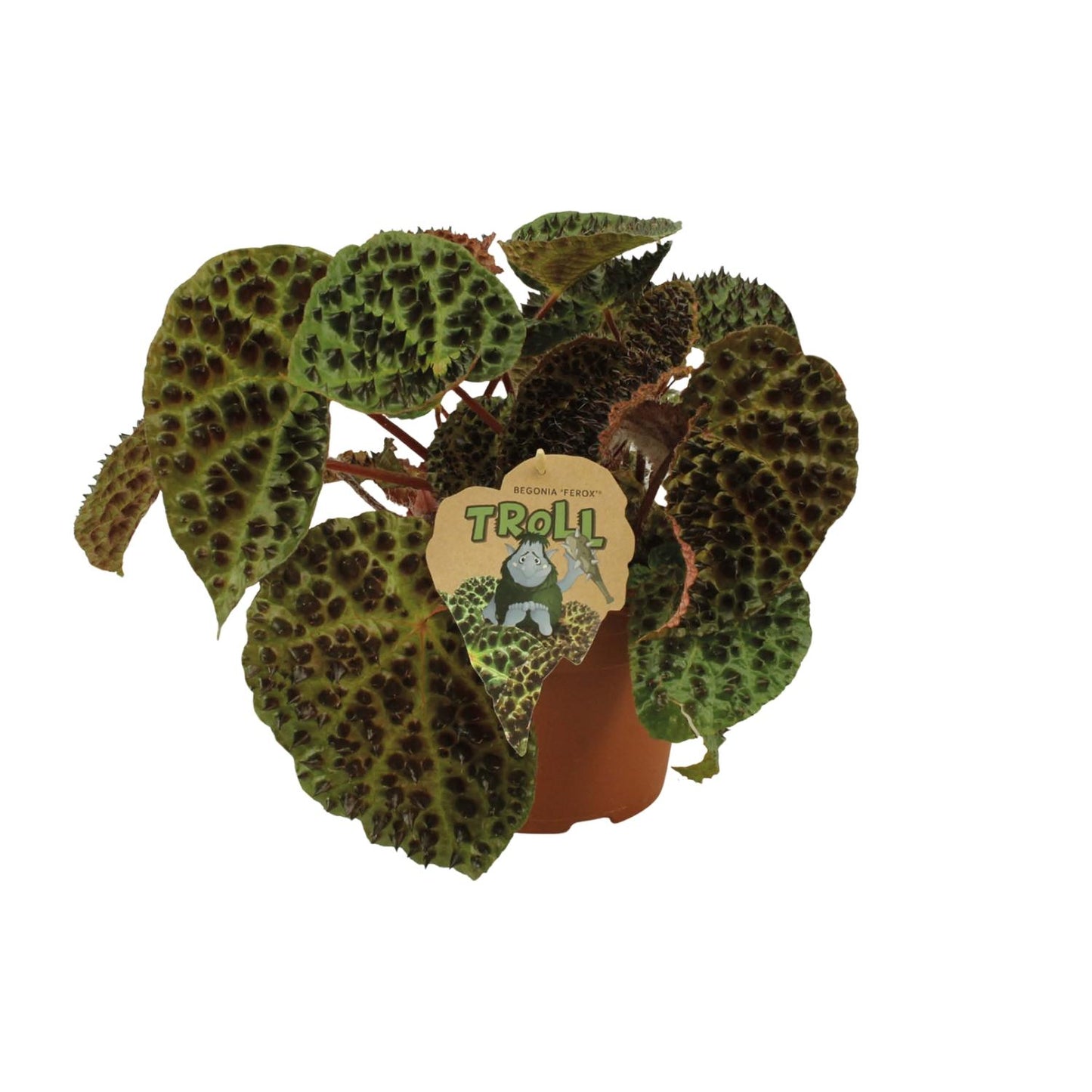 Begonia Rex Ferox – Pflegeleichte Zimmerpflanze Ø17cm