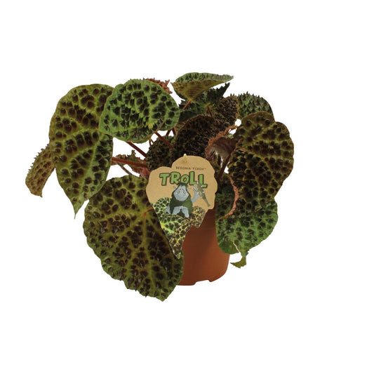 Begonia Rex Ferox – Pflegeleichte Zimmerpflanze Ø17cm