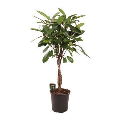 Ficus Cyathistipula Ø24cm – Pflegeleichte Zimmerpflanze