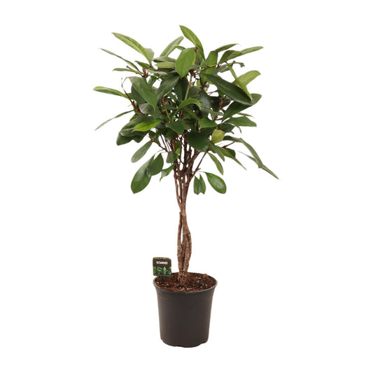 Ficus Cyathistipula Ø24cm – Pflegeleichte Zimmerpflanze