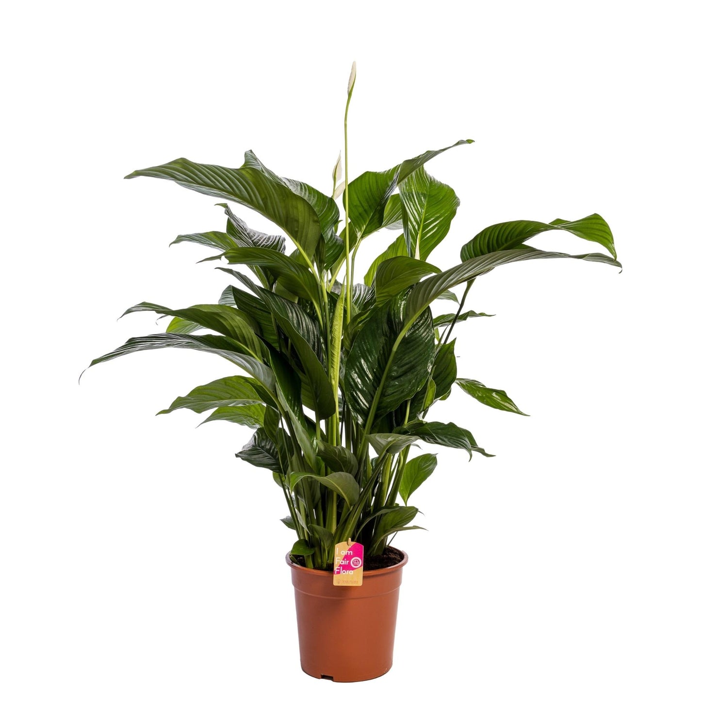 Spathiphyllum 'Sweet Lauretta' – Luftreinigende Zimmerpflanze Ø24cm