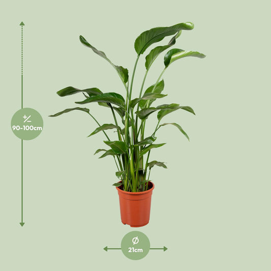 Strelitzia Nicolai – Tropische Paradiesvogelblume 100-120 cm