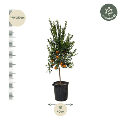 Citrus Mandarino – 200 cm – Ø 40 cm – Duftender Zitrusbaum