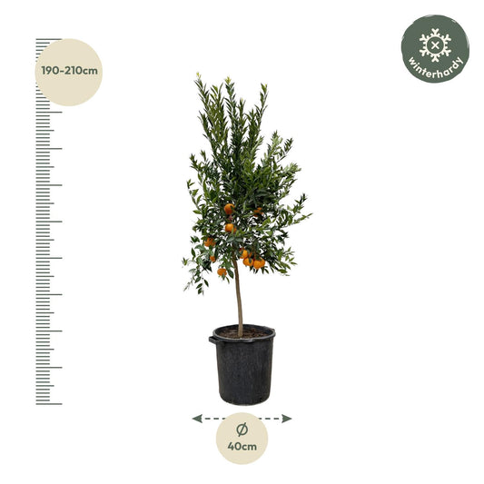 Citrus Mandarino – 200 cm – Ø 40 cm – Duftender Zitrusbaum