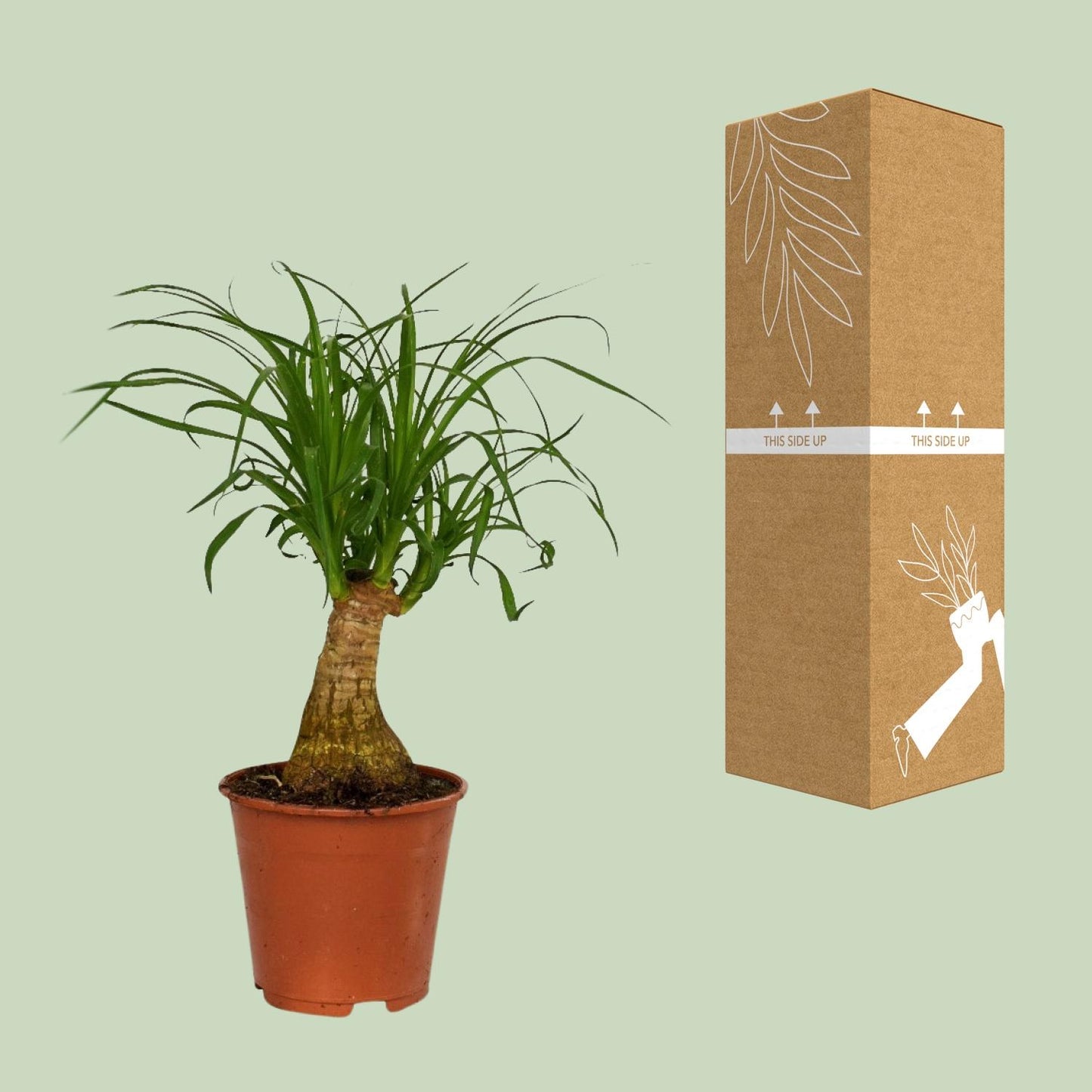 Beaucarnea Nolina – Pflegeleichter Elefantenfuß Ø14cm